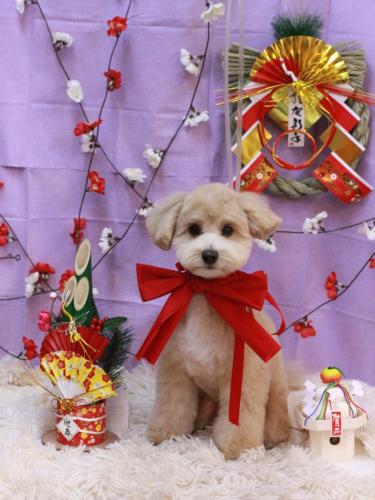 20230114さくらちゃん